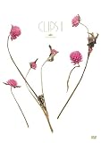 Kiyoharu CLIPS II(ミュージッククリップ集) [DVD]