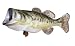 Signature Series-Large Mouth Bass World Record Fish Replica-22 Pound/31 Inch/left facing