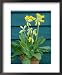Primula Veris (Cowslip) Framed Art Poster Print by Mark Bolton, 18x22