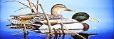 Blue Water Mallards Window Mural