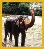 Asian Elephant Bookmark