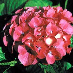 MasjaBigleafHydrangeaBush-NEW-UnusualPinkBlooms