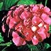 Masja Bigleaf Hydrangea Bush