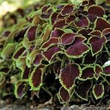 Coleus Seeds - Coleus Chocolate Mint