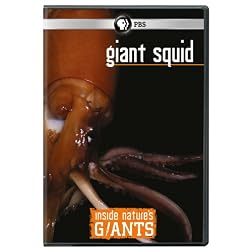 Inside Nature's Giants: Giant Squid