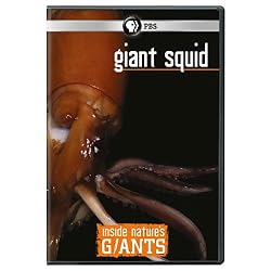 Inside Nature's Giants: Giant Squid