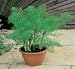 FENNEL - Common - 200 Seeds
