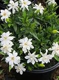 Live Gardenia Plant Frost Proof Hedge Mass Planting White Flowers Pretty Flower - Size: 1 Gallon