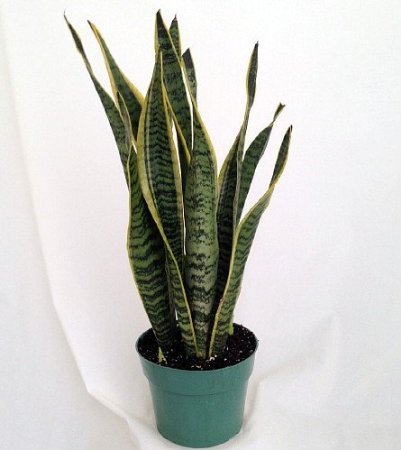 Snake Plant, Mother-In-Law's Tongue - Sanseveria yellow - 4 Snake Plant, Mother-In-Law's Tongue - Sanseveria yellow - 4