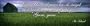 Every blade of grass has its angel that bends over it and whispers 'Grow grow.'