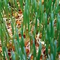 Thompson & Morgan Wheatgrass Sprouting Seeds **Healthy Eating in 5-15 Days**
