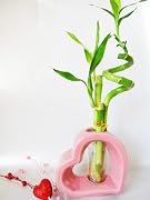 Floral 9GreenBox - Live Spiral 3 Style Lucky Bamboo Plant Arrangement w/ Pink Heart Shape Ceramic Vase