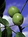 Juglans Regia (Common Walnut), View of Green Frut of Tree Against Blue Sky Photograph...