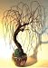 41deMmnsxrL. SL75  Willow Bonsai