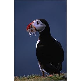 photographie Atlantic Puffin (Fratercula arctica) with fish (sand eels) in its beak. est disperib...