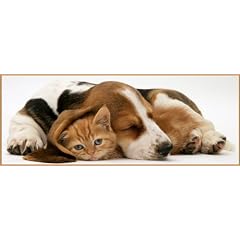Ravensburger 15108 - Panorama Puzzle Tierische Freundschaft, 1000 Teile