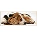 Ravensburger 15108 - Panorama Puzzle Tierische Freundschaft, 1000 Teile