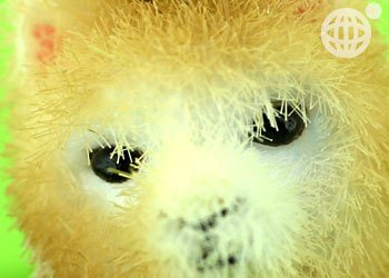＊*ふさふさしてて可愛すぎっっ*＊アルパカ根付携帯ストラップ(ホワイト)