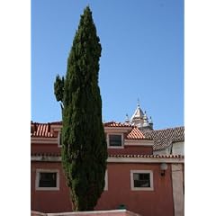 Tropica - Mittelmeer-Zypresse (Cupressus sempervirens var. pyramidalis ) - 100 Samen