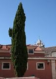 Tropica - Mittelmeer-Zypresse (Cupressus sempervirens var. pyramidalis ) - 100 Samen