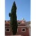 Tropica - Mittelmeer-Zypresse (Cupressus sempervirens var. pyramidalis ) - 100 Samen