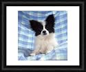 Framed 20x16 Print (51x40cm) Continetal Toy Spaniel / Papillon Dog by Ardea