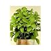 Sugar Plant Herb 25 Seeds-0 Calories - Stevia rebaudiana by Seeds and Things