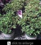 Ramapo Rhododendron Potted One Gallon Plant