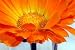 Blume Mittags Gold - 72