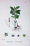 Botany Plants C1902 Perennial Dog'S Mercury Mercurialis
