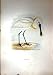 1851 British Bird Spoonbill Nature Colour Plate Morris