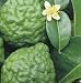 Kaffir Lime Tree Grafted Dwarf/Patio/for Container Growing