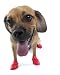 Pawz Rubber All Weather Dog Boots - Set of 12 SMALL - (RED)