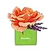 BloemBox Organic Rose & Lavender Sachet - Coral Beauty