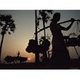 Toddy Collectors Catching Palm Sap Used for Making Jaggery, An Unrefined Brown Sugar Photographic Poster Print by James L. Stanfield, 32x24