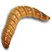 500ct Live Giant Mealworms Pet Food (Free Shipping)