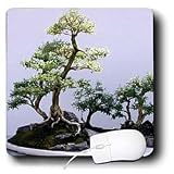 Trees - Bonsai Tree - Mouse Pads