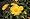 Leopard's Bane 8 Plants