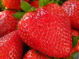 10 Seascape Everbearing Strawberries Plants - (Pack of 10 Bare Roots for $9.95) Organic Grown USA by Berry Island