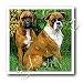 boxer43 - Boxer 10x10 Iron On Heat Transfer For White