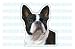 boston terrier - BOSTON TERRIER - Dog Decal - sticker car got lover gift