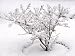 Wallmonkeys Peel and Stick Wall Decals - Small Bush Covered with Snow. - Removable Graphic