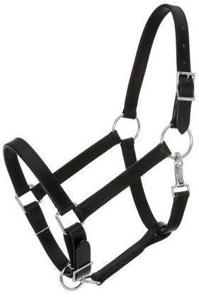 Royal King Draft Horse Stable Halter