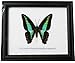 FRAMED REAL BEAUTIFUL THE COMMON BLUEBOTTLE BUTTERFLY DISPLAY INSECT TAXIDERMY 5