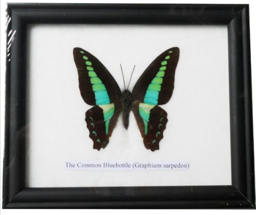 FRAMED REAL BEAUTIFUL THE COMMON BLUEBOTTLE BUTTERFLY DISPLAY INSECT TAXIDERMY 5