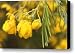 Yellow Pine Flowers Canvas Print / Canvas Art - Artist Lauri Novak