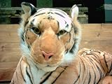 Stuffed soft toy animal brown Tiger 75cm
