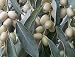 Russische Olive - Elaeagnus angustifolia 5K