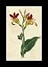 Reprint Common Indian Reed, Common Indian Shot, Indian Shot, Queensland, Arrowroot, Achira 1799