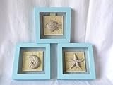 IMAGE OF 3 Shadow Boxes - Resin Nautilus Shell, Starfish and Tropical Fish - Glass Front and Back - 4.625